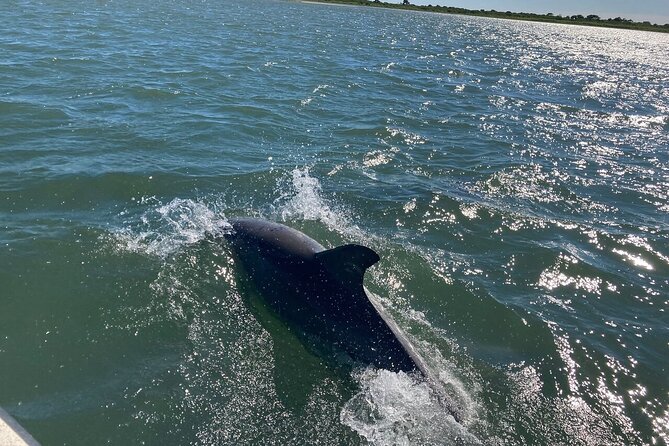 Dolphins in the inlet between Ocean City and Assateague Island Maryland