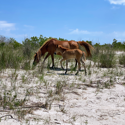 Assateague Island shoreline from the water