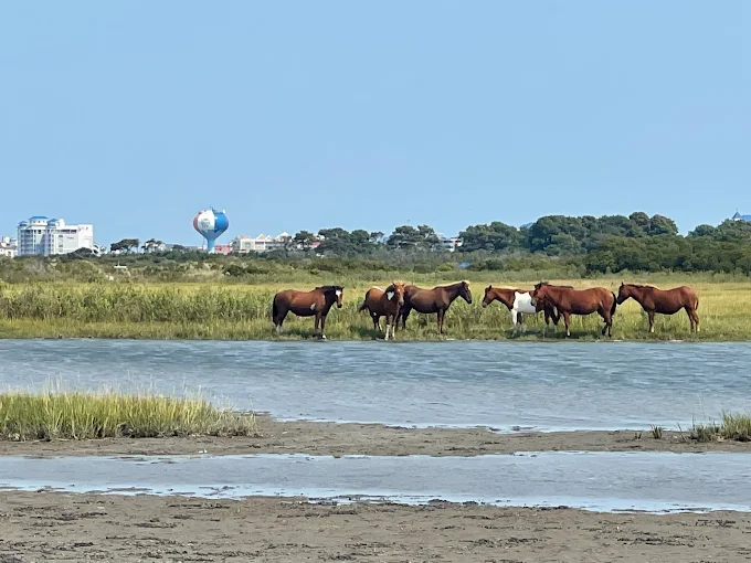 Sandbars along the 6 mile ride route