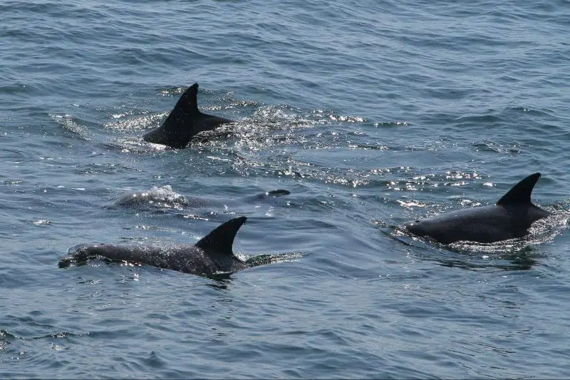 Atlantic bottlenose dolphins surfacing in the Ocean City MD inlet