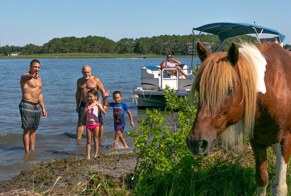 Family wading to Assateague Island with a wild horse nearby