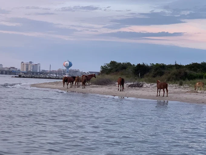 Wild horses on Assateague Island beach at sunset