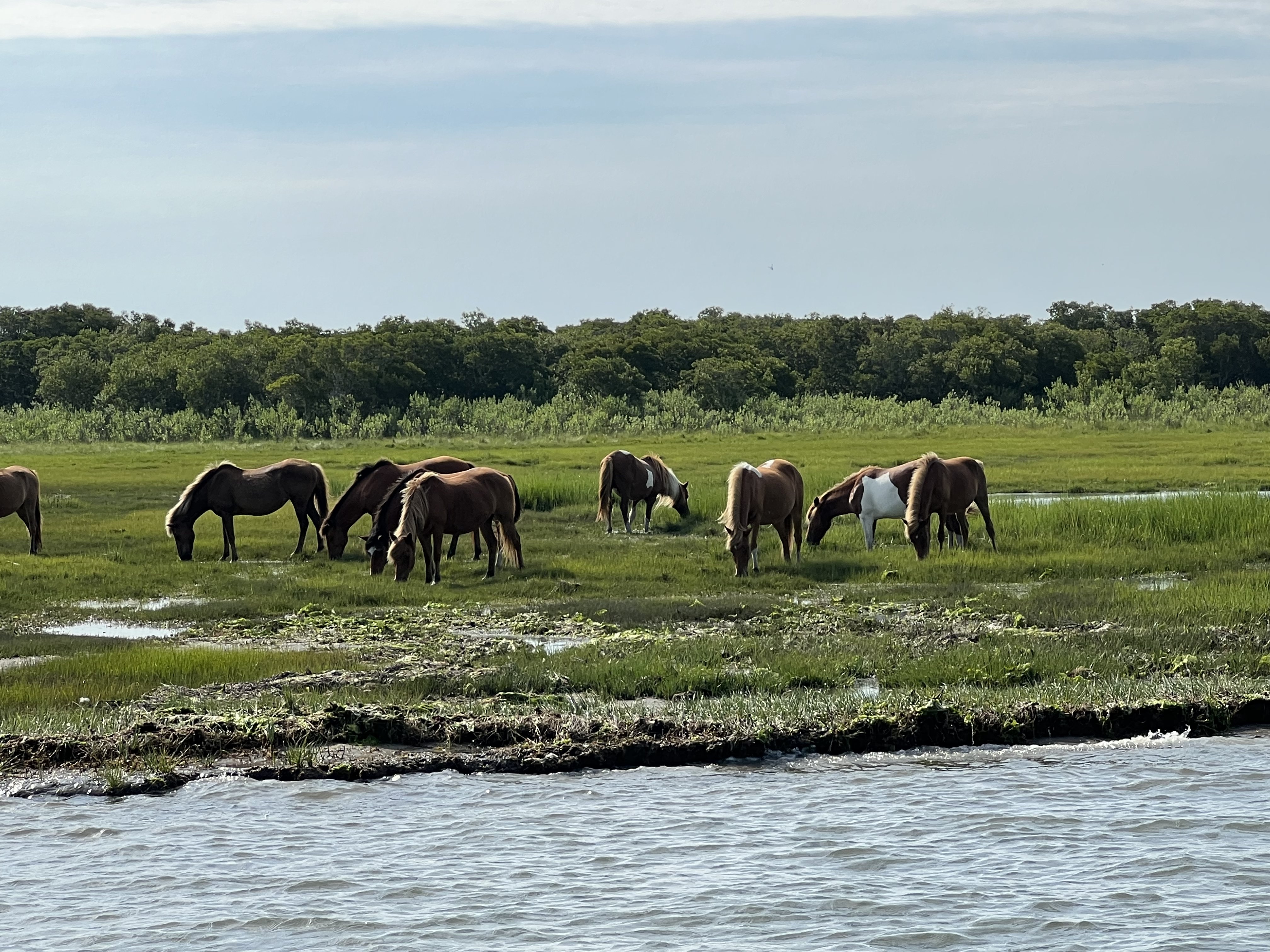 The Sights — wild horses, dolphins, sandbars